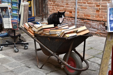Književne poslastice za mačkoljupce i one koji to tek žele postati