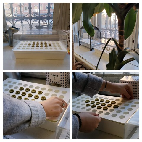 Hidroponski proces u knjižnici #1: sadnja u inkubator za klijanje